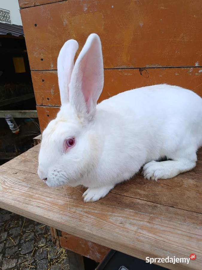 Króliki hodowlane Sieradz