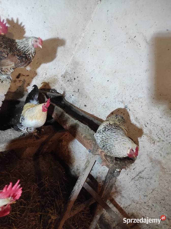 Koguty drób tanio małopolskie Bochnia