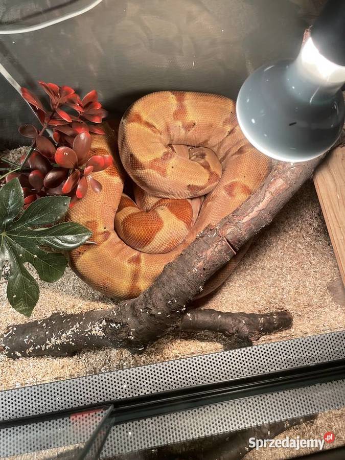 Terrarium Pozostałe Świerklaniec