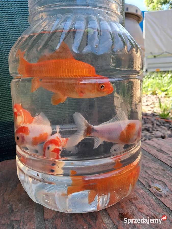 Karaś karp koi ozdobne rybki do oczka Bożków