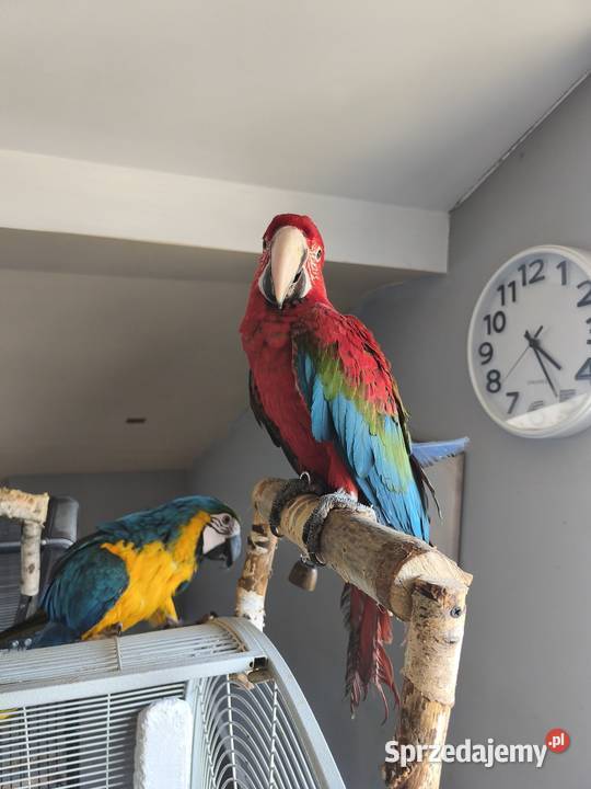 Ara Chloroptera Olkusz