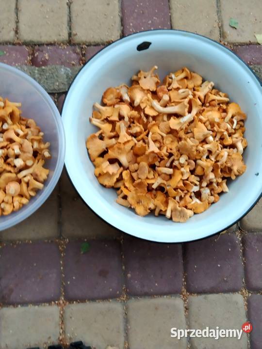 Ziemia rolna Siedlisko Sprzedaż Szostaki sprzedam