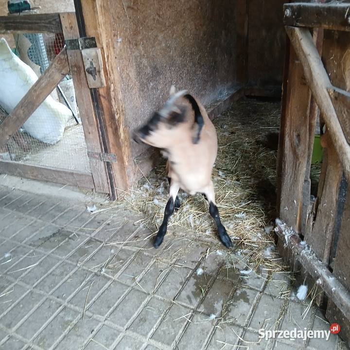 Młoda piękna kózka i koziołek rasy alpejskiej z Radoszki