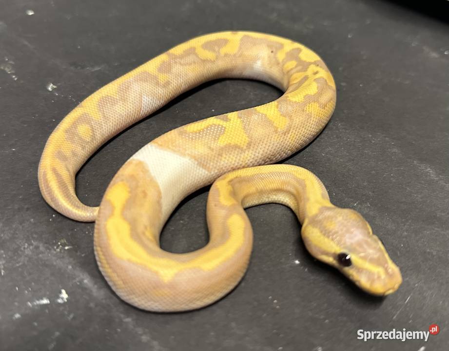 Pyton regius Banana Piebald Yellowbelly kujawsko-pomorskie Bydgoszcz sprzedam