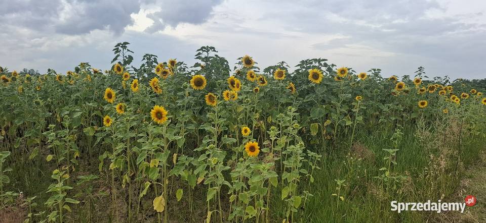 Słoneczniki ozdobne Lubelskie Lublin
