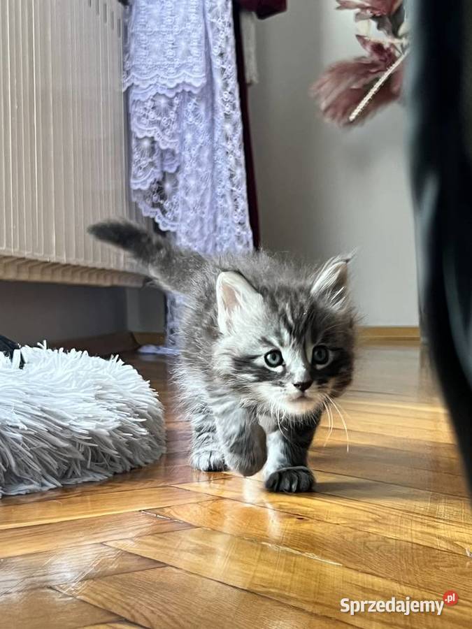 Kocięta Maine Coon Szczekociny