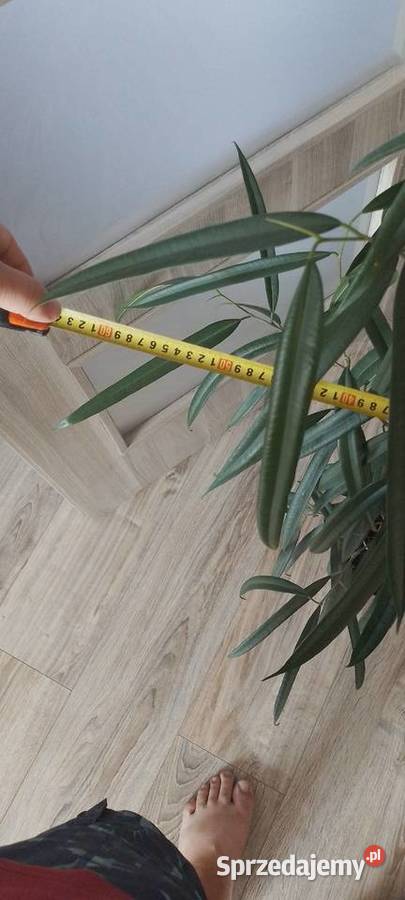 Fikus Wierzbolistny Alii 100 Wieliczka sprzedam