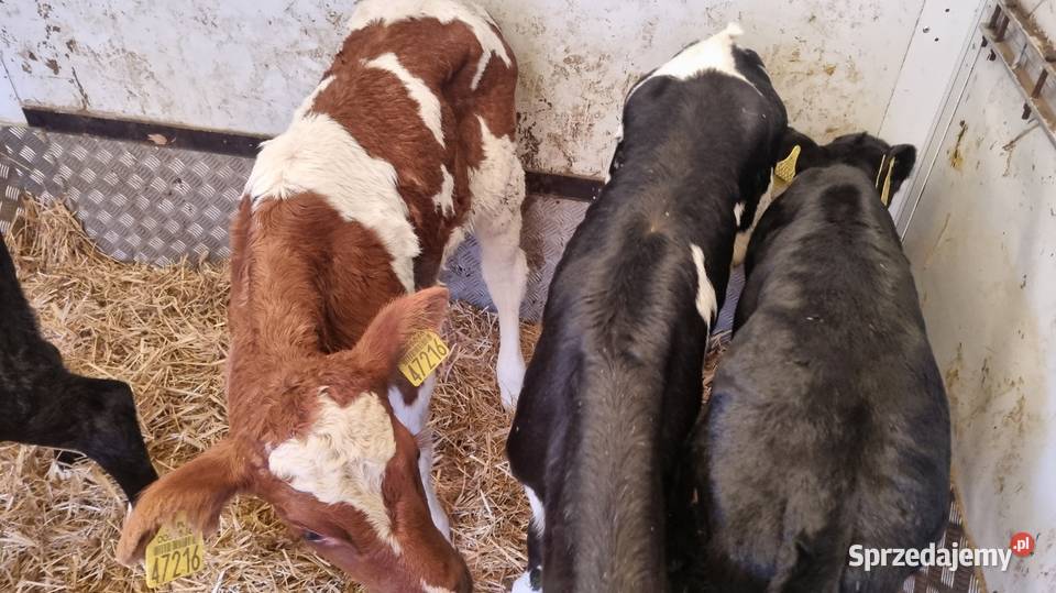 Sprzedam Byczki POLSKIE Bydło Kalisz