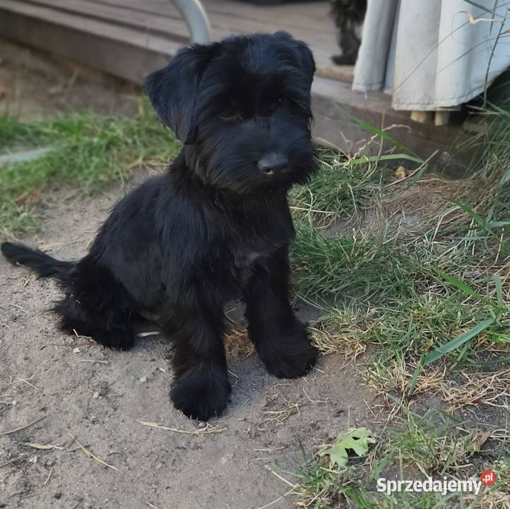 Yorkshire terrier Psary Małe