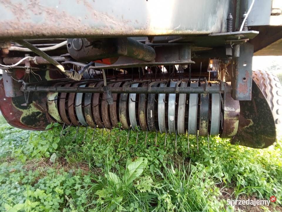 Sprzedam prase Rivieere Casalis RC121 Lipno
