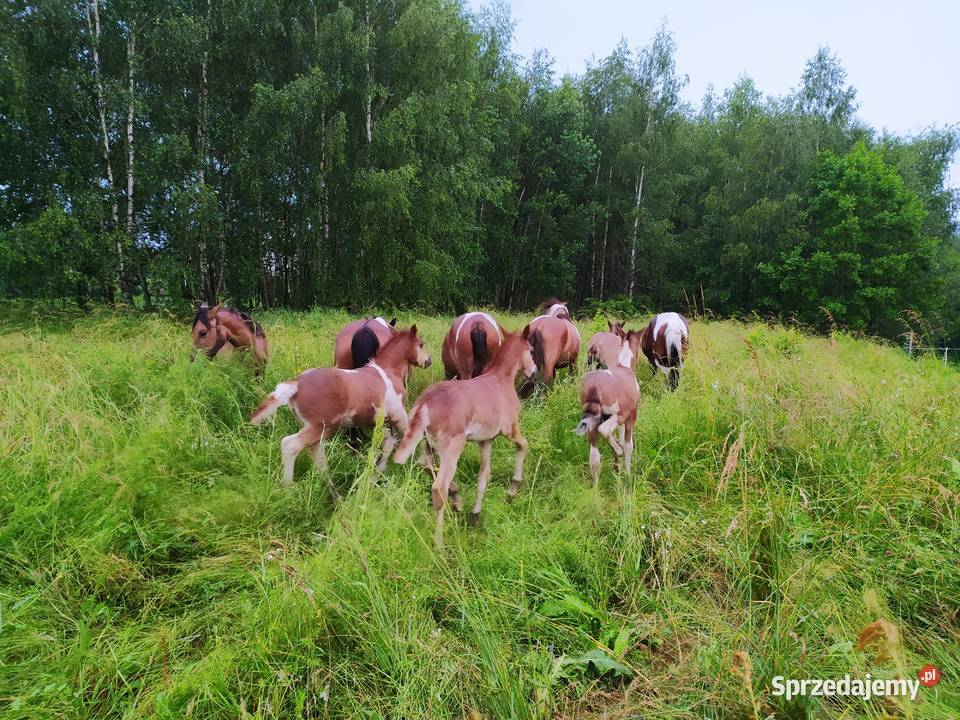 Ogierki huculskie hucuły odsadki