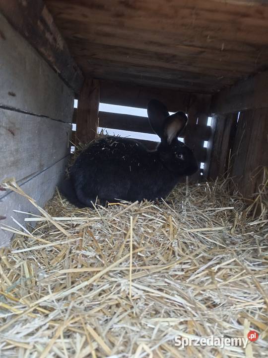 Sprzedam króliki Machnatka sprzedam