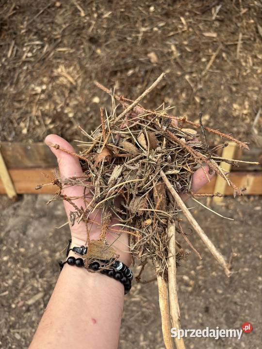 Zrębki świerkowe lubelskie Tomaszów Lubelski