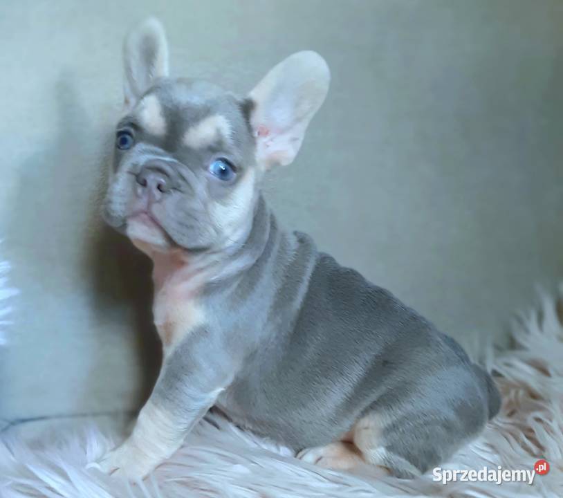 Buldog francuski piekne suczki łódzkie