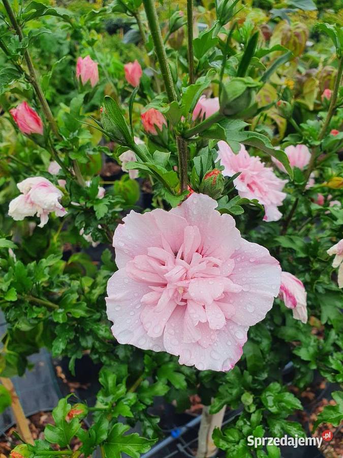 Ketmia syryjska na pniu Hibiskus Róża chińska Simoradz