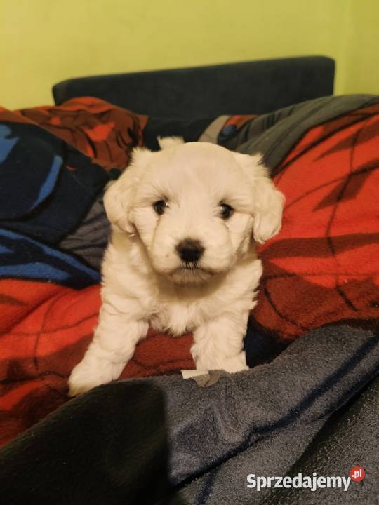 szczeniak maltańczyk