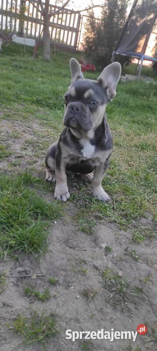 Buldog francuski blue tan Radom