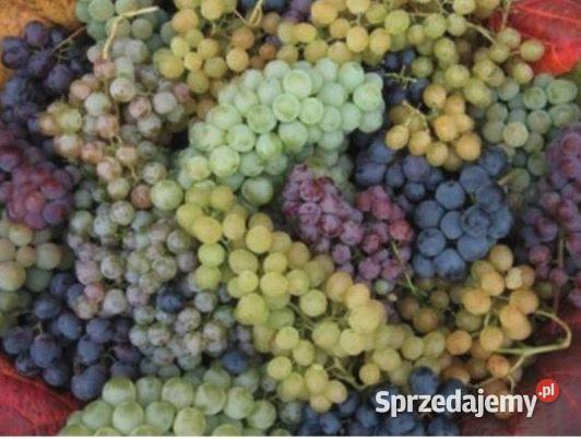 OWOCE winogron do produkcji wina i soków Łazy Brzyńskie