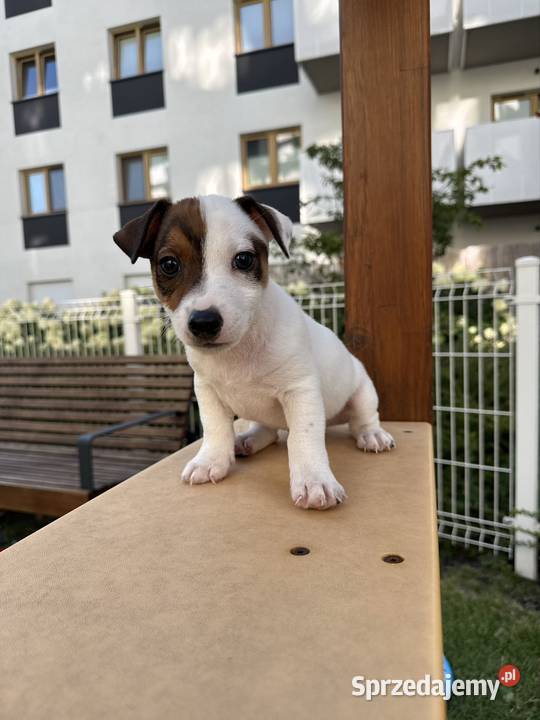 Rasowy Jack Russell Terrier ARTHOR z rodowodem Poznań