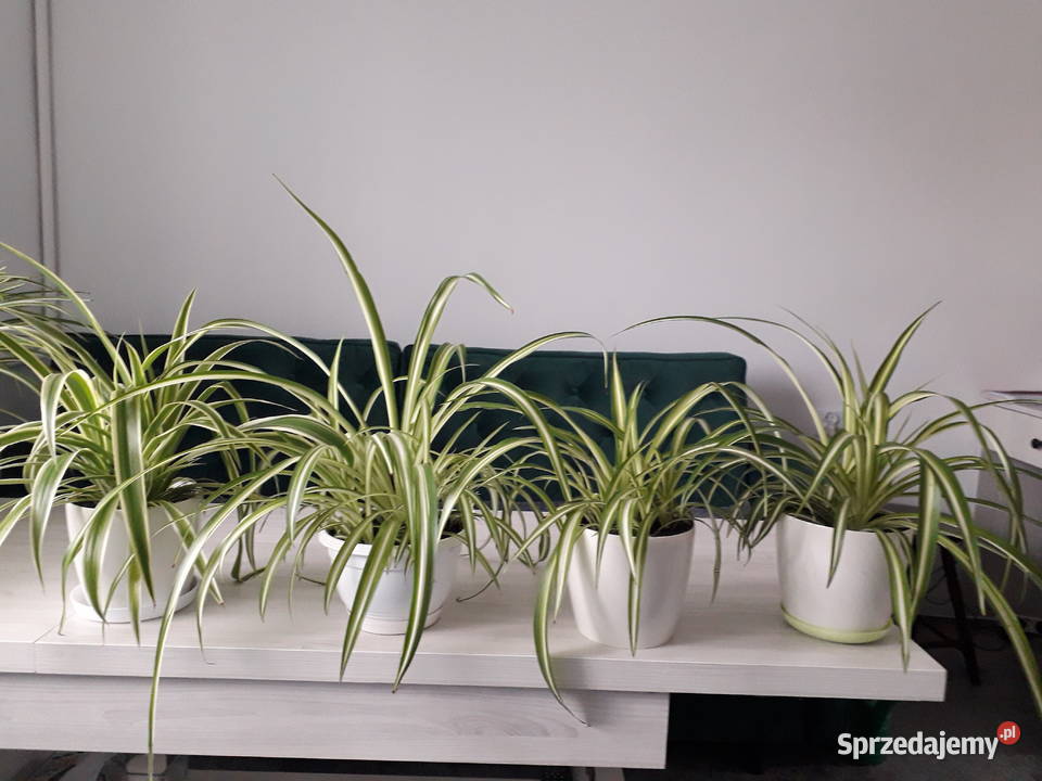 Zielistka kwiat domowy Skoczów