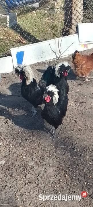 Sprzedam białoczub holenderski Sarnów