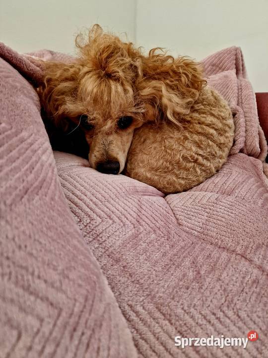 FCI Pudel toy miniatura RED Dorosły pudel samiec Jasło