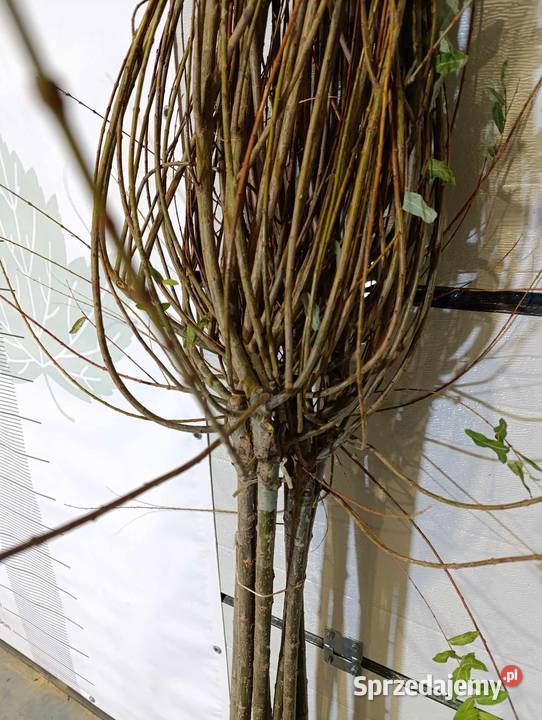 Sadzonki wierzby szczepionej na pniu IWA HAKURO Stary Pożóg