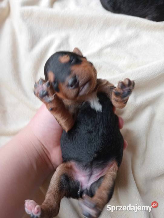 Airedale Terrier szczenięta Lublin