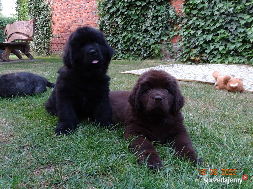 Nowofundland szczeniaki Góra