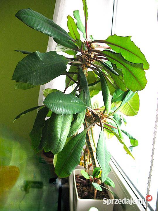 Kwiat doniczkowy Euphorbia leuconeura Madagascar Siedlce sprzedam
