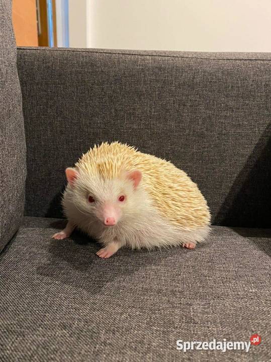 Sprzedam jeże pigmejskie afrykańskie mazowieckie Płock