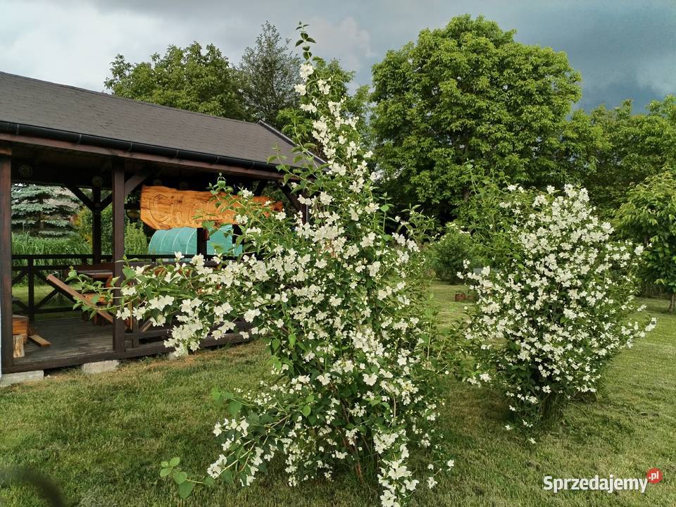 Działka z domkiem Prawecin 310zł/m2 Prawęcin