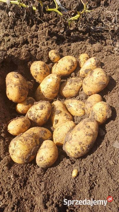 Ziemniaki Przeworsk sprzedam