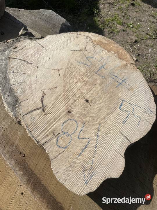 Plaster jesion orzech stolik kawowy live edge Stoliki kawowe i ławy