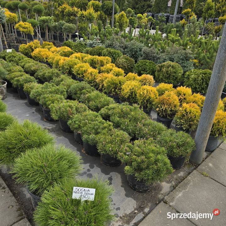 Thuja Yellow Ribbon 140 160 PRODUCENT łódzkie Rydzyny sprzedam
