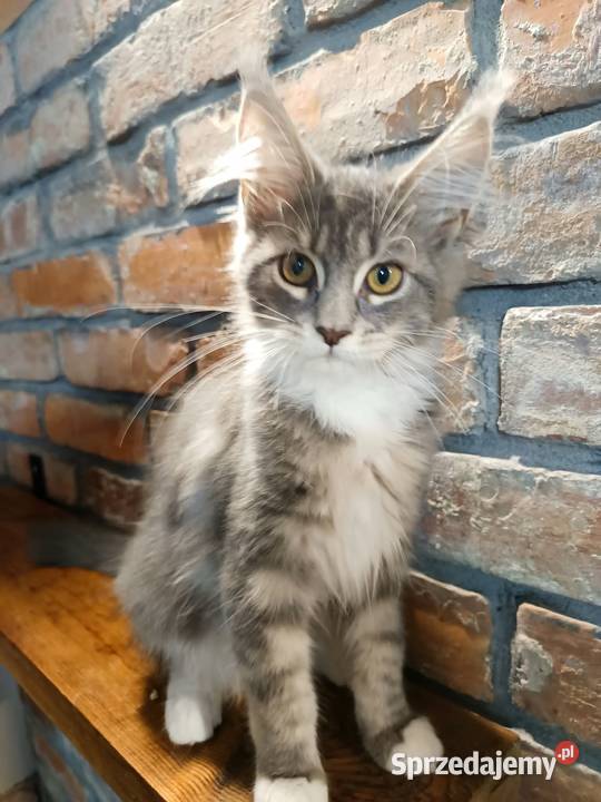 Oriel Wonder Maine Coon niebieska kotka z bielą Czempiń