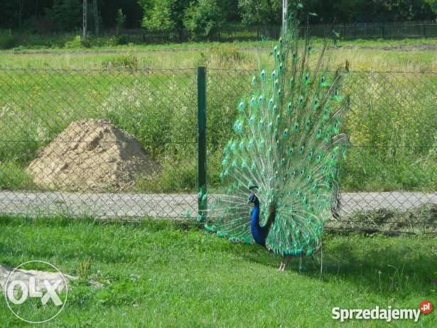 Paw Czarnoskrzydły Laskówka Chorąska