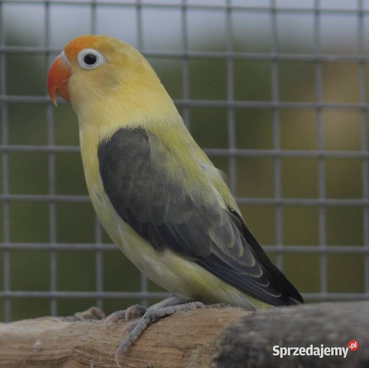 Nierozłączka Fischer Nierozłączki Fischer dolnośląskie Wrocław