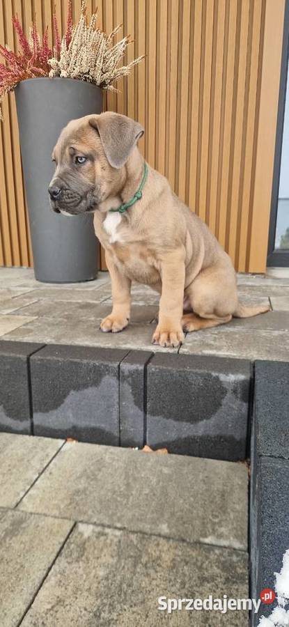 Cane Corso rodowodowe Bychawa