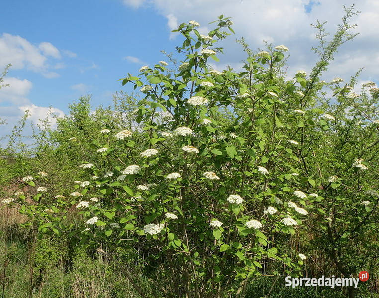 KALINA HORDOWINA Viburnum lantana NASIONA 3000 Lubanie