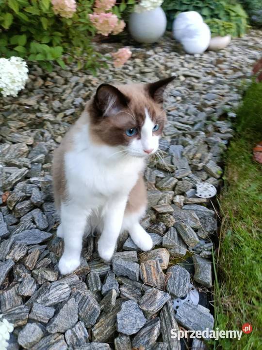 Kocięta Kocurek Ragdoll FPL dostępny sprzedam