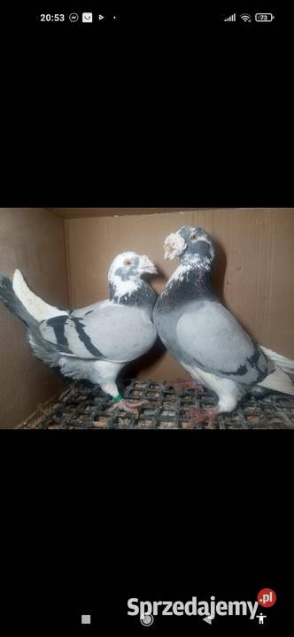 Gołębie Staropolskie Kuczbork-Wieś