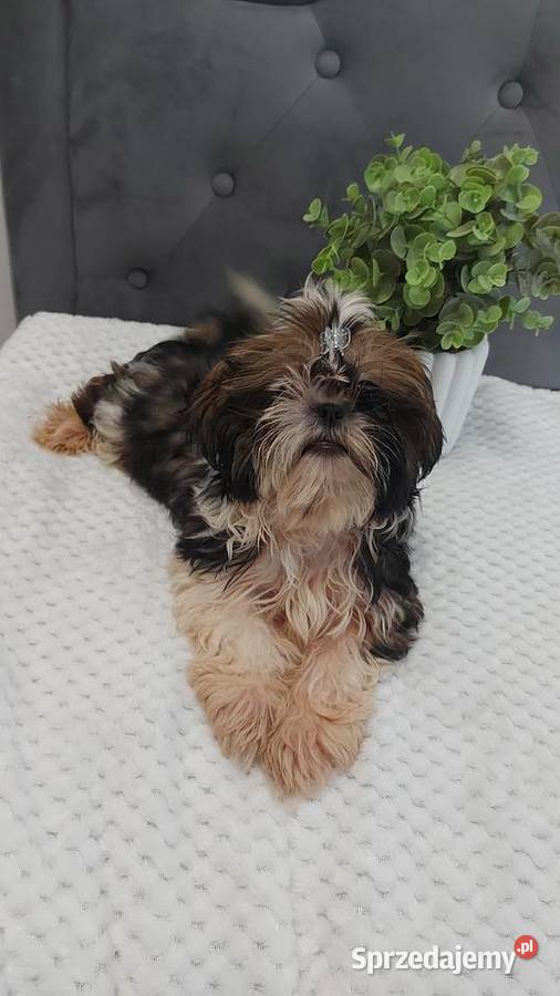 wesoły piesek shih tzu Brzeg Dolny