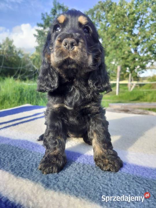 Cocker spaniel szczeniaki ZKwPFCI Koszalin
