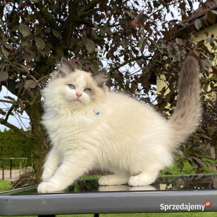 Kocurek Ragdoll gotowy do przeprowadzki Ragdoll Tychy