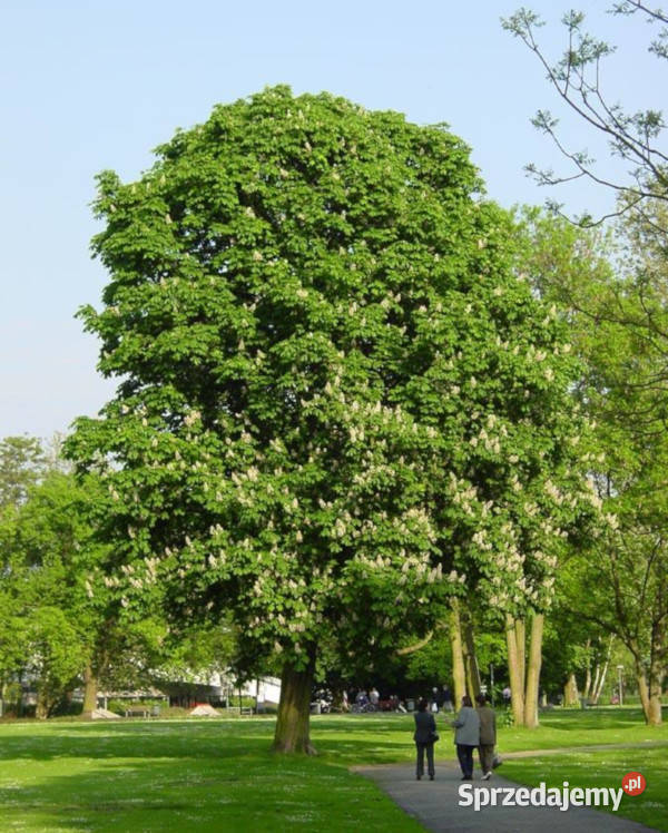 KASZTANOWIEC ASSAMICA Aesculus assamica NASIONA Lubanie