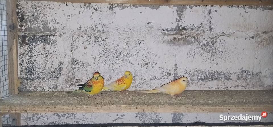 Świergotki 2025 Ptaki sprzedam