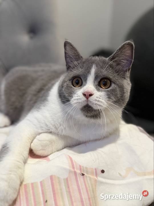 bikolor niebieski brytyjski kocurek Inowrocław