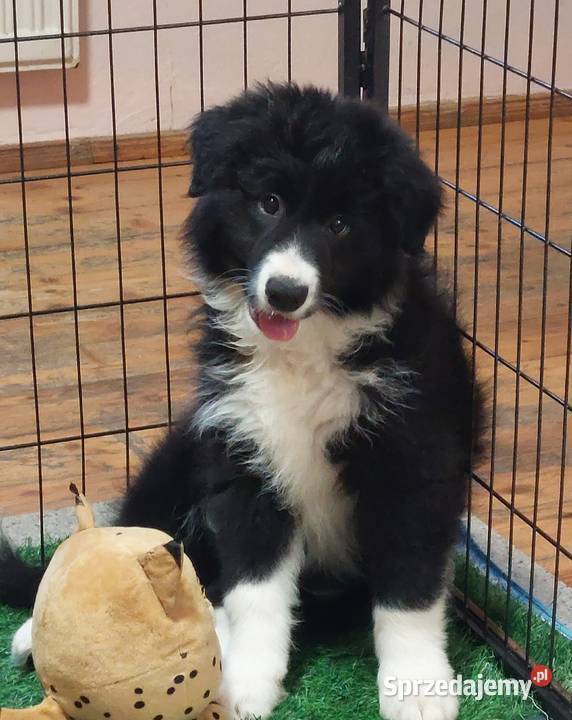 Border Collie szczeniak piesek cudowny Ziębice