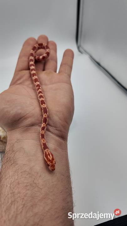 Wąż zbożowy samiczka Amel 50 Stripe 66 Anery